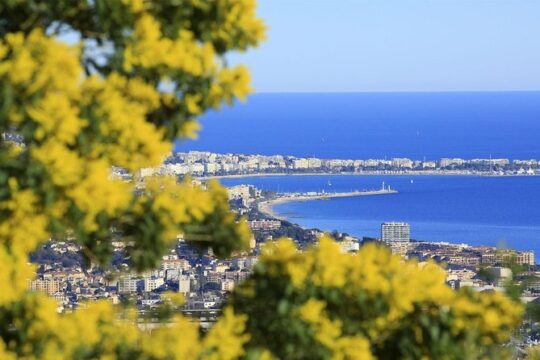 discovering the mimosa trees hills-private tour